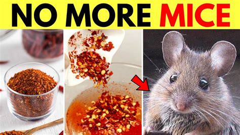 Because there are various medicines or sprays available in the market to pantry pests. Get Rid Of Mice in Apartment Walls and Ceiling and Kitchen ...