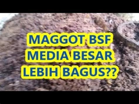 Padahal budidaya maggot memiliki potensi yang sangat besar karena bagi sebagian masyarakat maggot atau larva atau belatung merupakan hewan yang menjijikan. Cara budidaya Maggot BSF dengan media pakan kering yang lebih besar - YouTube
