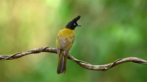 Premium Stock Video Black Crested Bulbul Pycnonotus Flaviventris