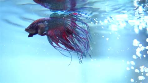 Pet service in bukit merah, perak. Betta Fish Closeup. Colorful Dragon Fish. Aquarium. Slow ...
