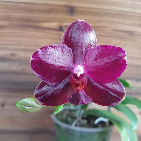 Phalaenopsis Sogo Relex 1661 Flori Cerate Parfumate