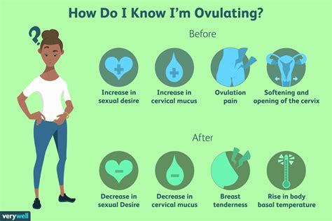 Qué es la ovulación 2021 Mujer Fertil
