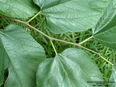 Click on images of samaras, seed pods, fruits, berries, cones and nuts to enlarge. Louisiana Plant ID | Morus rubra (red mulberry)