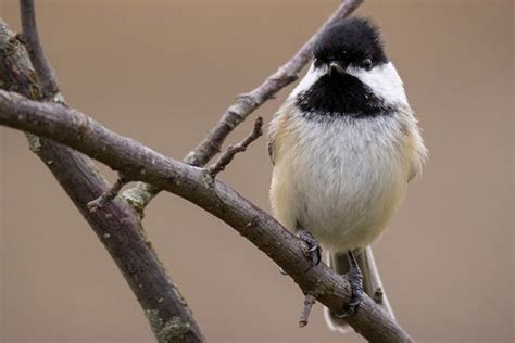 Carolina Chickadee Bird Identification Habits Facts Nesting Bird