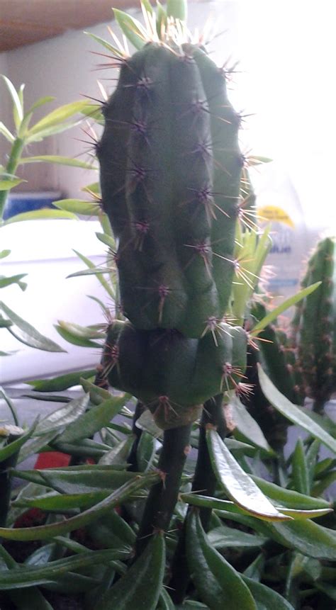 Grafting is a pretty simple and interesting process! Cactus Care and Propagation: A very versatile plant