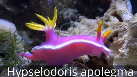 A Colorful Nudibranch Sea Slug Hypselodoris Apolegma