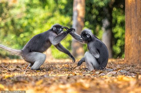 Shaolin Monkeys Pair Of Raging Primates Come To Blows In Brutal Kung