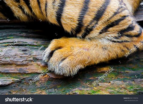 Tiger Foot Stock Photo 301155974 Shutterstock