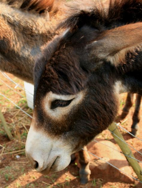 Donkey 2 Free Stock Photo Public Domain Pictures