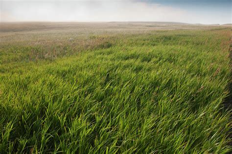 Usa South Dakota Prairie Grass In By Tetra Images