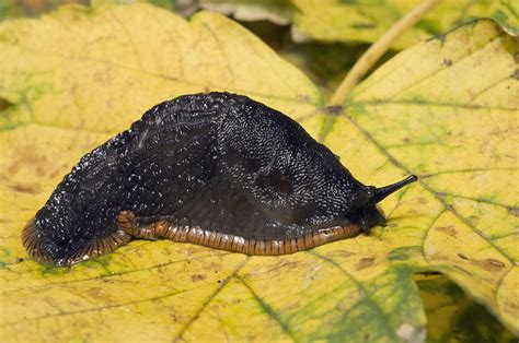 Great Black Slug Photograph By Georgette Douwma Pixels