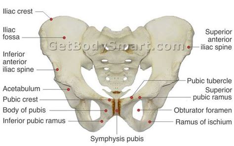 It refers to the anterior extremity of the iliac crest of the pelvis, which provides attachment for the inguinal ligament, and the sartorius muscle. Anterior Superior Iliac Spine (ASIS) - Level, Muscle ...
