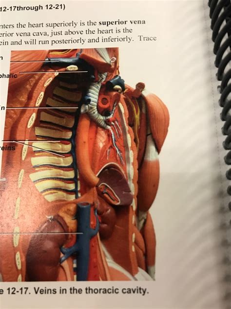 Veins In The Thoracic Region Diagram Quizlet