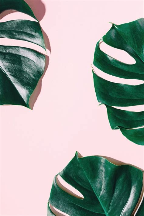 Download Monstera Green Leaves On Pink For Free Leaves Wallpaper