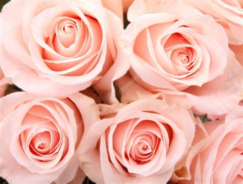 Pale Pink Roses — Stock Photo © Tkemot 16519937