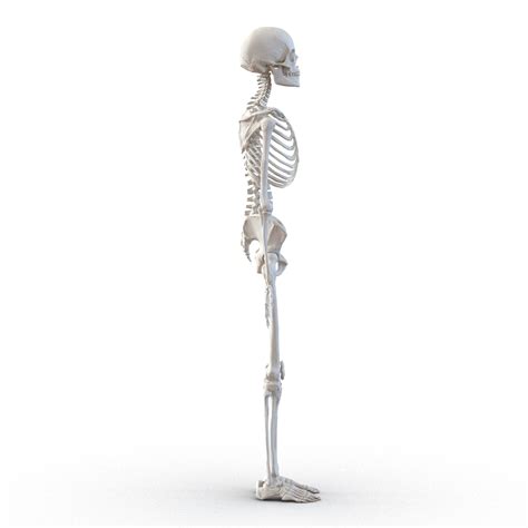3d Max Human Female Skeleton Rigged