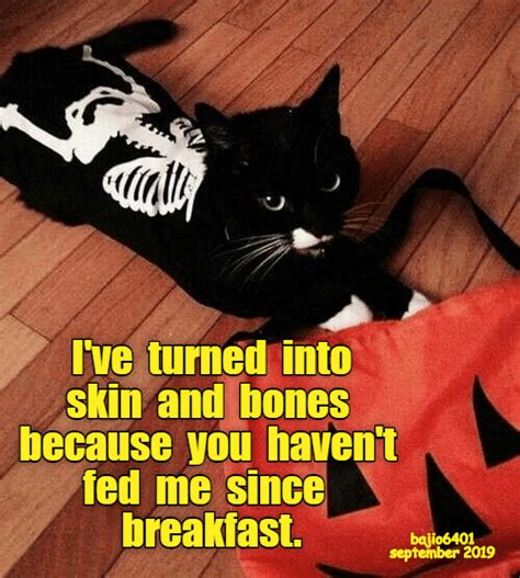 Funny Halloween Cat Memes Funny Memes