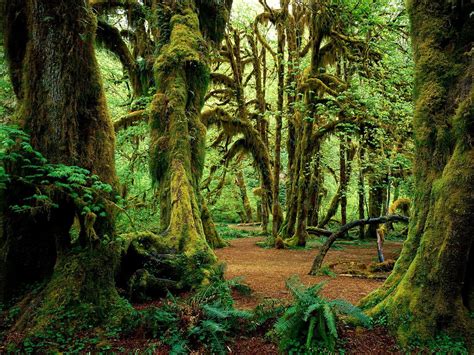 Afbeelding Voor Achtergrond Woud Natuur Oudgroeiend Bos 🔥 Gratis Top
