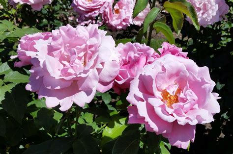 Top 10 Fragrant Roses To Grow