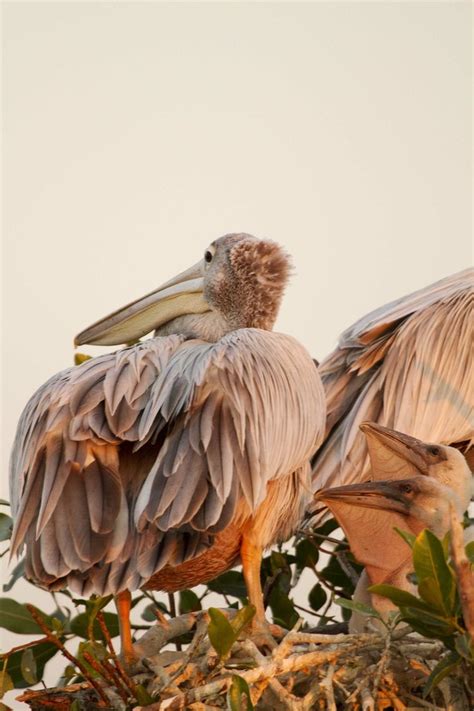 A Botswana Birding Safari The Kanana Heronry One Of The Most