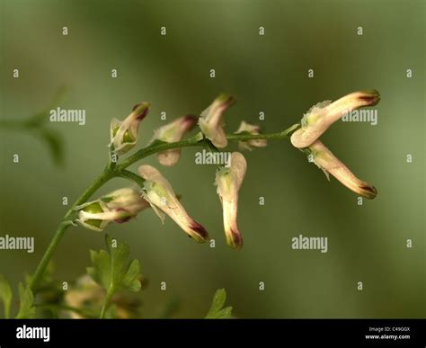 Common Ramping Fumitory Fumaria Muralis Portrait Of Flowers With Nice