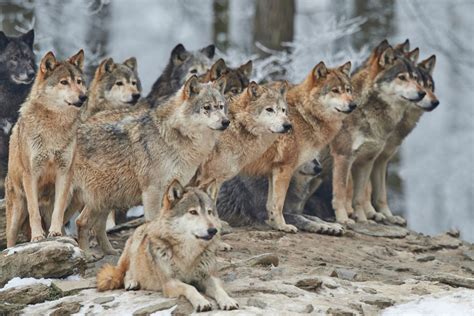 How Does The Social Complexity Of Wolves Work Defendersblog