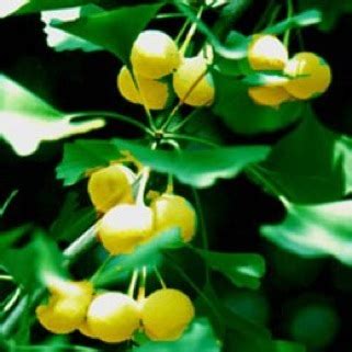 Another mistake is planting the ginkgo tree too close to the house. Ginkgo: Putrid Perfection - Eat The Weeds and other things ...