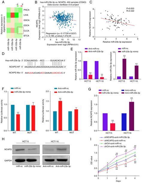 microrna‑23b‑3p targets non‑smc condensing i complex subunit g to promote proliferation and