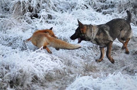 The Tender Moments From The Lovely Friendship Between A Dog And A Fox