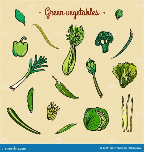 Green Vegetables Sketch Stock Vector Illustration Of Drawing 66241156