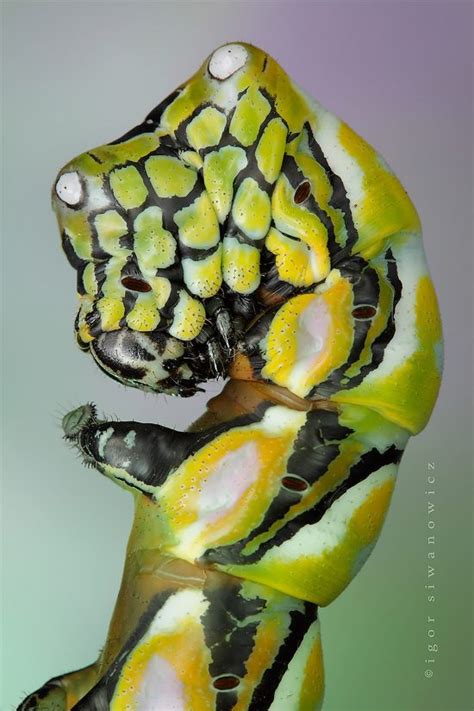 Macro Photos Of Caterpillars By Igor Siwanowicz Daily Design
