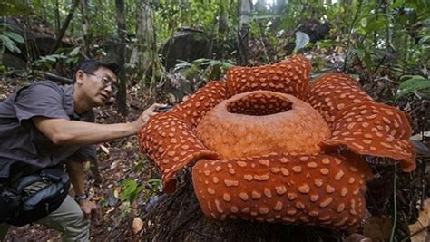 Looking for the best travel insurance coverage in malaysia? В джунглях Индонезии обнаружили самый большой цветок в ...