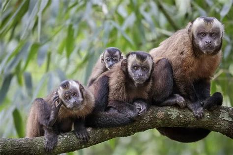 Brown Tufted Capuchin Cebus Apella Available As Framed Prints