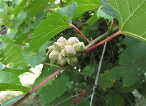 Funky Grape Vine Growth Vegarden