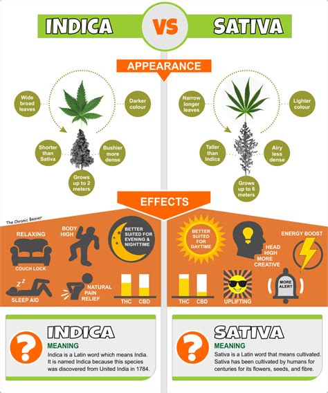 Types Of Cannabis What Is Sativa Indica And Hybrid Budhub Canada
