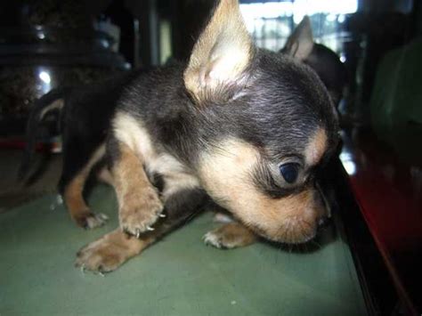 Chihuahuas and chihuahua puppies for adoption are not in any way inferior to or different from those for sale. Chihuahua Puppies For Sale FOR SALE ADOPTION from Manila ...