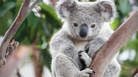 Cute Koalas Playing 🐨 Funny Koala Bears Funny Pets Youtube