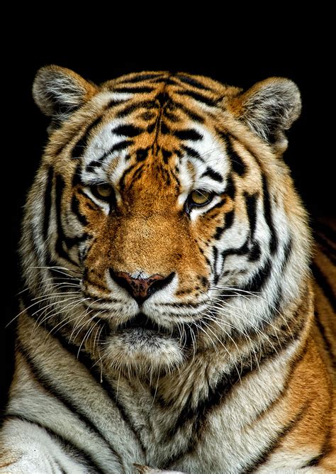 Tiger Portrait Foto And Bild Tiere Zoo Wildpark And Falknerei
