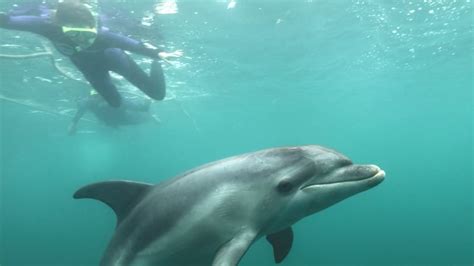 Swim With Dolphins And Seals Mornington Peninsula Adrenaline