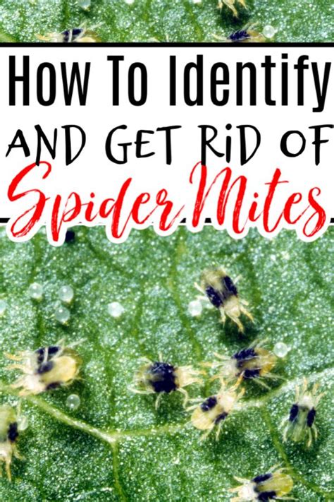 Kill spider mites without damaging the infested plants; How To Get Rid Of Spider Mites On Plants in 2020 | Get rid ...