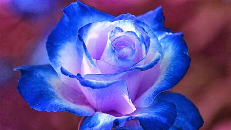 Desktop Blue Flower Wallpapers Wallpaper Cave