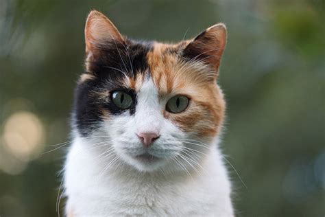 These Are 9 Awesome Things About Calico Cats Catastic