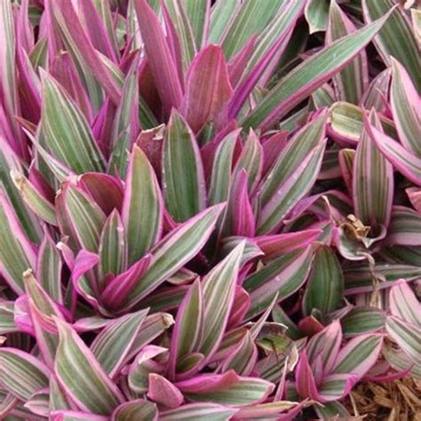 Oyster Plant Verdego