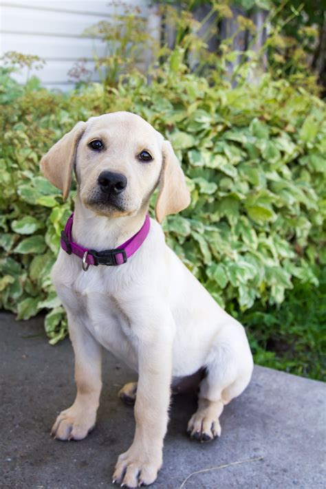 Female Yellow Lab Puppy Sadie Placed Puppy Steps Training