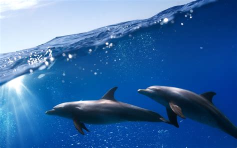 Wallpaper Underwater Two Dolphins Blue Sea 2880x1800 Hd Picture Image