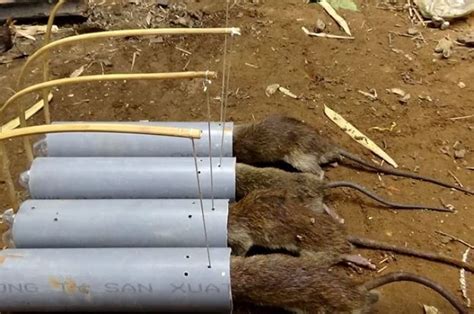 Foto 7 Jebakan Tikus Sederhana Yang Bisa Anda Buat Dengan Muda Di