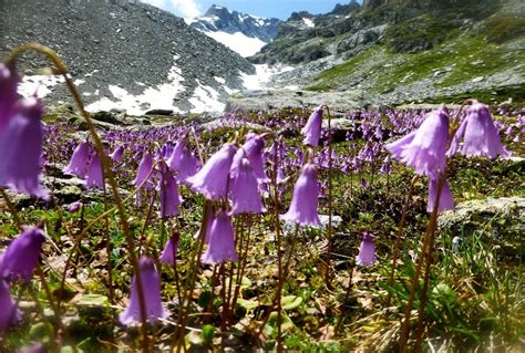 Switzerland Alpine Flowers Of The Upper Engadine Naturetrek