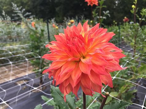 Hoewel halve cactus dahlia met minder zon groeien zal, zal bloei worden geremd. Woodland Wild Thing is a semi cactus dahlia that adds ...