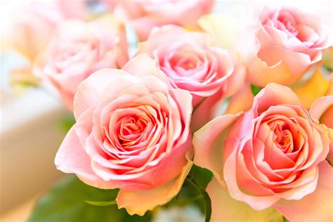 Pink Roses Free Stock Photo Public Domain Pictures