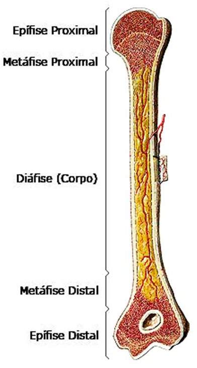Aprendendo Ciências A Estrutura Dos Ossos